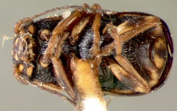 Media type: image; Entomology 8787   Aspect: habitus ventral view